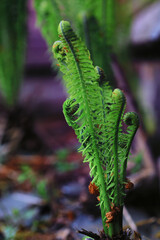 Plants and flowers macro. Detail of petals and leaves at sunset. Natural nature background.