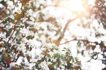 Spring flowering at sunset. White flower on the tree. Apple and cherry blossoms.