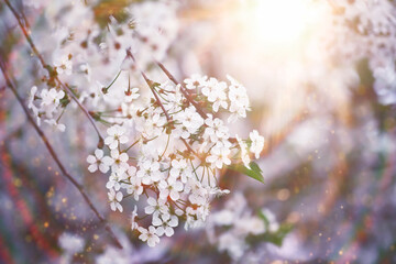 Spring flowering at sunset. White flower on the tree. Apple and cherry blossoms.