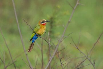 Bee eater on a branch