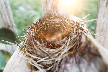 Bird nest with chicks in the wild. Starling eggs and chicks.