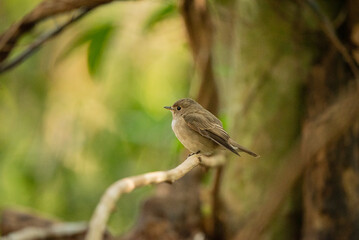 Naklejka na ściany i meble Asian Brown Flycatcher stand in the rain forest