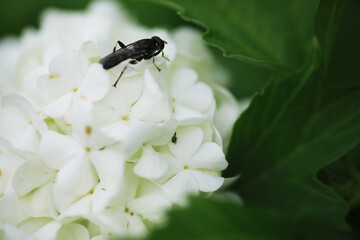 White flowers on a green bush. Spring cherry apple blossom. The white rose is blooming.