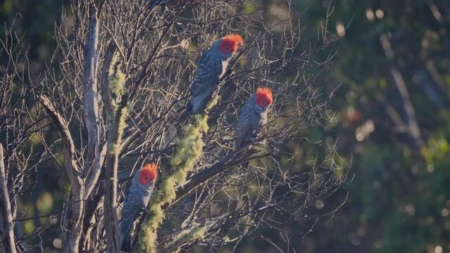 three male gang-gang cockatoos perching in a eucalyptus tree at kosciusko national park in the snowy mountains of nsw, australia
