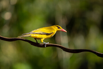 Black naped Oriole - Oriolus chinensis stand in the rain forest