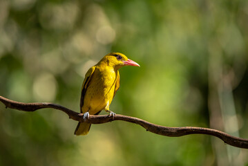Black naped Oriole - Oriolus chinensis stand in the rain forest