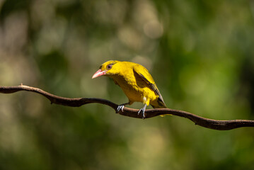 Black naped Oriole - Oriolus chinensis stand in the rain forest