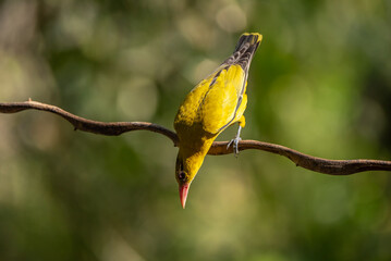 Black naped Oriole - Oriolus chinensis stand in the rain forest