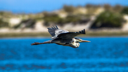 Grey heron