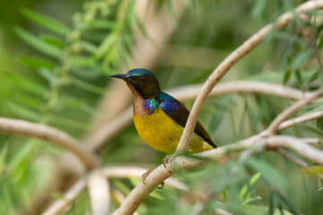Brown Throated Sunbird  stand in the rain forest