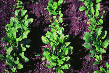 Greenery in a greenhouse. Fresh greens in the spring on the beds. Young sprouts of seedlings in the garden.