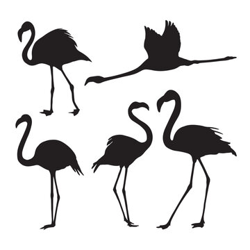 set of flamingo silhouette vector