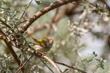 Dark Necked Tailorbird  stand on the branch of tree,