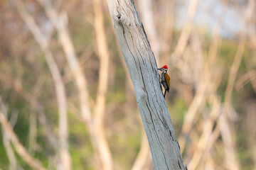 Greater Flameback in the rain forest