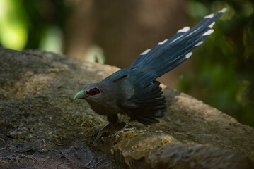 Green-billed malkoha  in the rain forest