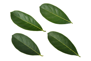 Leaves of jackfruit isolated on a white background