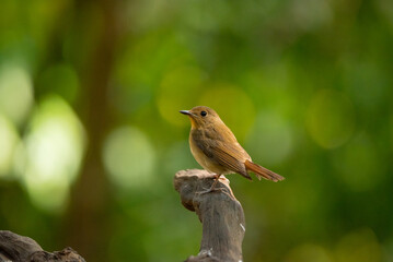 Asian Brown Flycatcher in forest