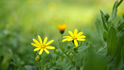Blurred green background with yellow flowers