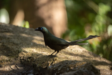 Racquet-tailed Treepie bird in the rain forest
