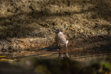 Sooty-headed bulbul stand in the rain forest