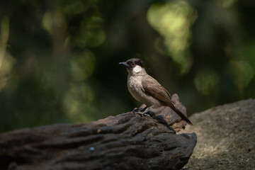 Obraz premium Sooty-headed bulbul stand in the rain forest