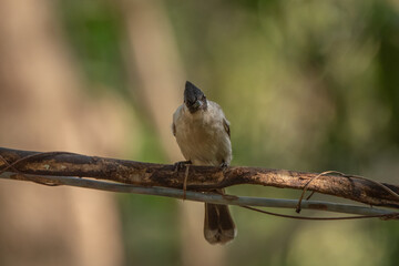 Sooty-headed bulbul stand in the rain forest