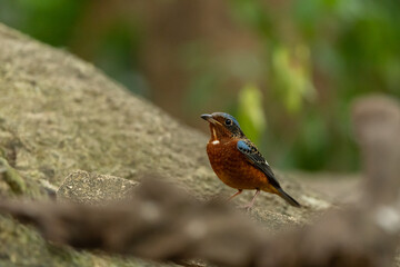 White Throated Rockthrush stand in the rain forest