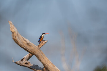 White Throated Rockthrush stand in the rain forest