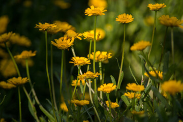 yellow flowers in the field