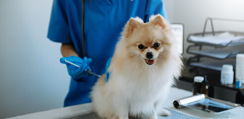 Veterinarian doctor and Pomeranian puppy at veterinary ambulance.