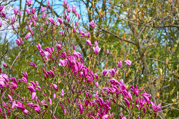 Cute purplish pink magnolia flowers in spring forest park garden