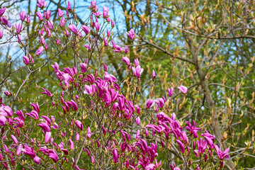 Fototapeta premium Cute purplish pink magnolia flowers in spring forest park garden
