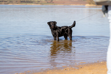 Labrador im Wasser