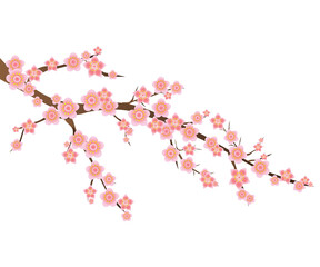 spring nature branch with cherry blossoms