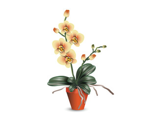 Yellow phalaenopsis orchid - a tropical plant that is grown indoors. Realistic vector illustration for flower shop advertising banners or room design project.