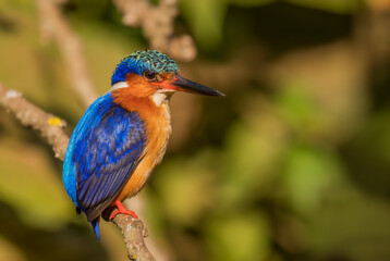 Malagasy Kingfisher - Corythornis vintsioides, beautiful colored kinfisher endemic in Madagascar fresh waters.