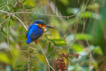 Malagasy Kingfisher - Corythornis vintsioides, beautiful colored kinfisher endemic in Madagascar fresh waters.