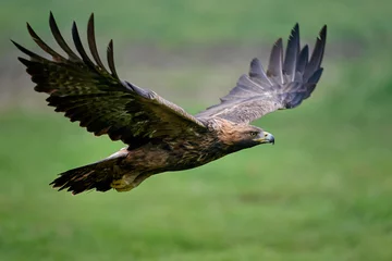  Golden eagle (Aquila chrysaetos) © dennisjacobsen