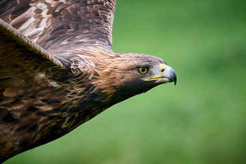 Golden eagle (Aquila chrysaetos)
