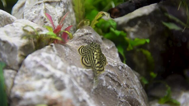 Footage of a hillstream loach swimming around an aquarium with a natural environment 
