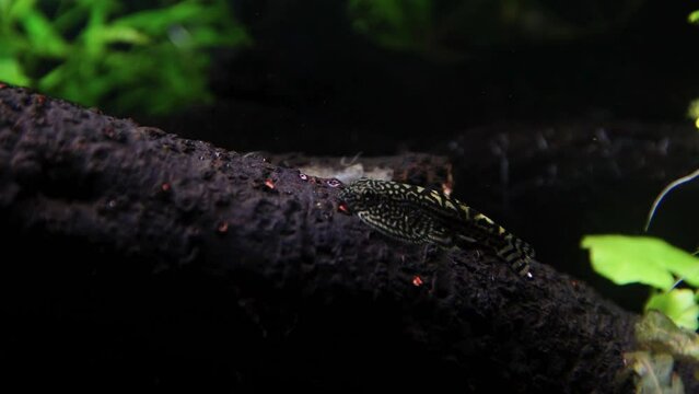 Footage of a hillstream loach swimming around an aquarium with a natural environment 