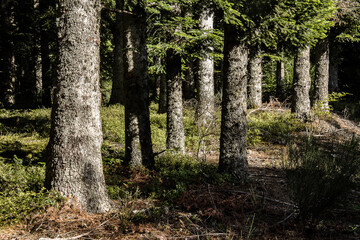 cows in a meadow near the barn of a farm and a silage heap in spring
