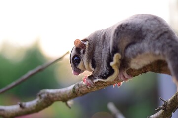 Sugarglider