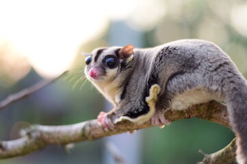 Sugarglider