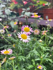 bellis parennis pink yellow flower