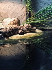 caiman crocodile