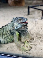 Iguana