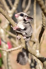 Sugarglider