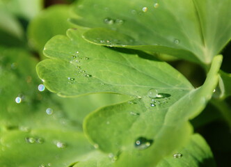 water drops on green leaf