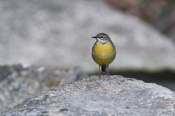 Gebirgsstelze im Frühjahr an der Spree in der Oberlausitz	